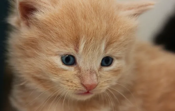 Картинка малыш, рыжая, котёнок