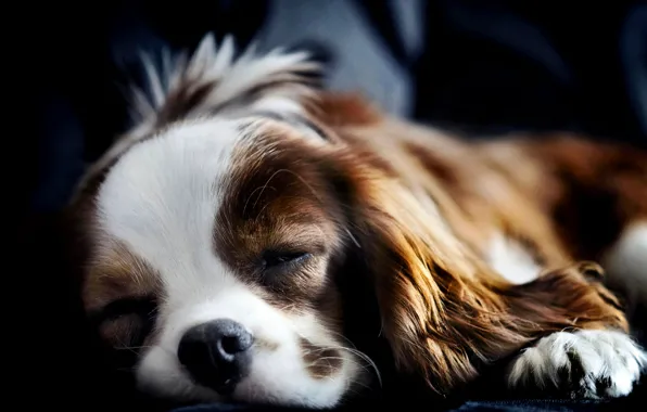 Картинка собака, спит, лежит, спаниель