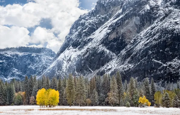 Картинка зима, лес, снег, гора, California, USА, Tuolumne Meadows