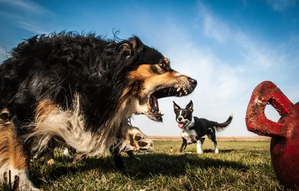Картинка собаки, злость, Австралийская овчарка, Бордер-колли, Аусси