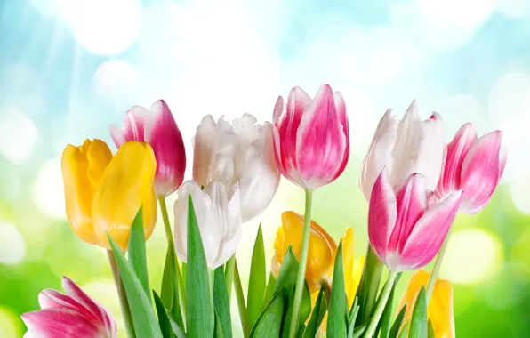 Картинка цветы, весна, colorful, тюльпаны, sunshine, sky, flowers, tulips