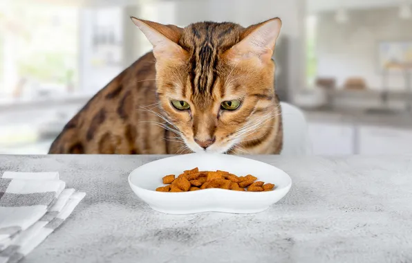 Кошка, кот, взгляд, поза, стол, полотенце, кухня, миска
