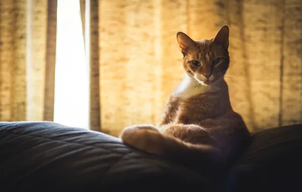 Кошка, кот, рыжий