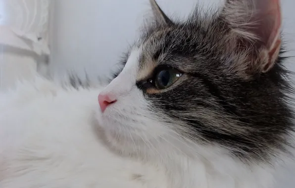 Котик, лев, малыш
