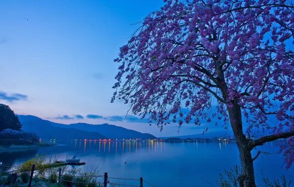 Горы, огни, озеро, дерево, рассвет, утро, Япония, сакура