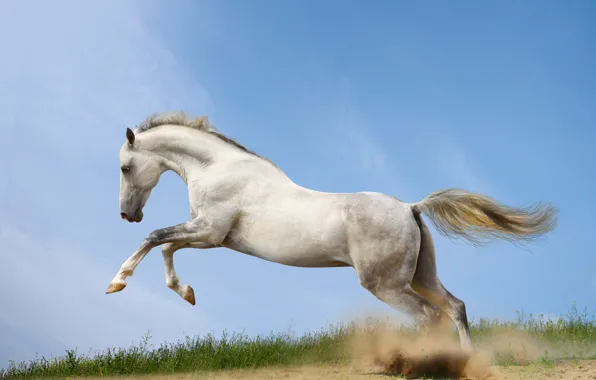 Картинка конь, лошадь, пыль, бег, бежит