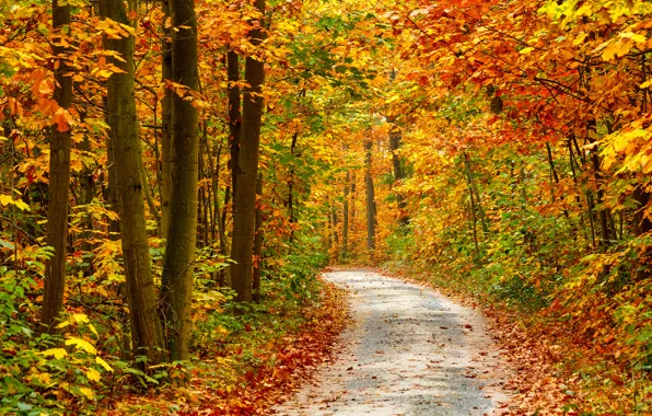 Дорога, осень, деревья, природа, road, trees, nature, время года