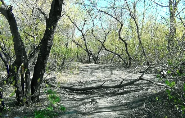 Лес, деревья, фон, Весна, обложка