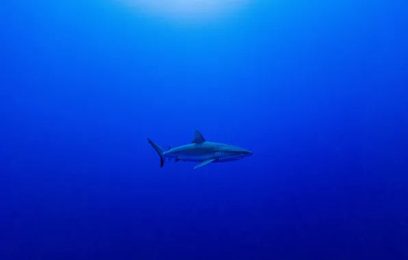 Картинка акула, бездна, shark, abyss, Serge Melesan