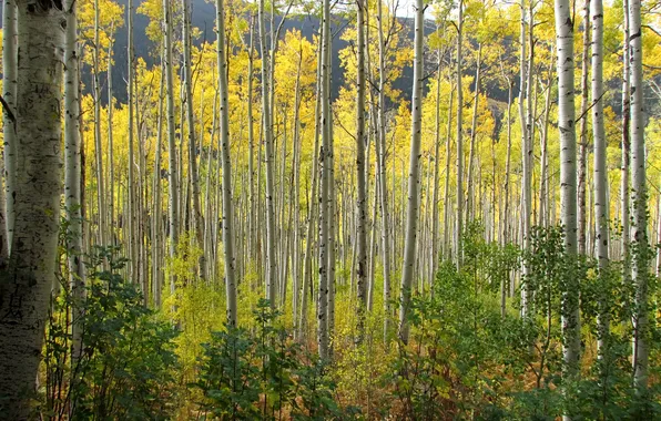 Осень, лес, листья, Колорадо, США, осина, Аспен