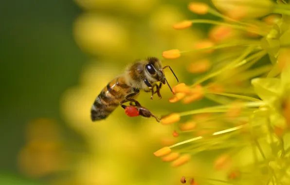 Картинка животные, лето, насекомые, природа, пчела, флора