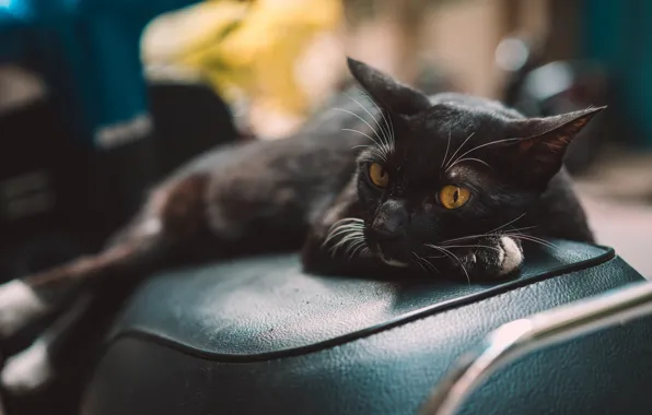 Кошка, взгляд, фон