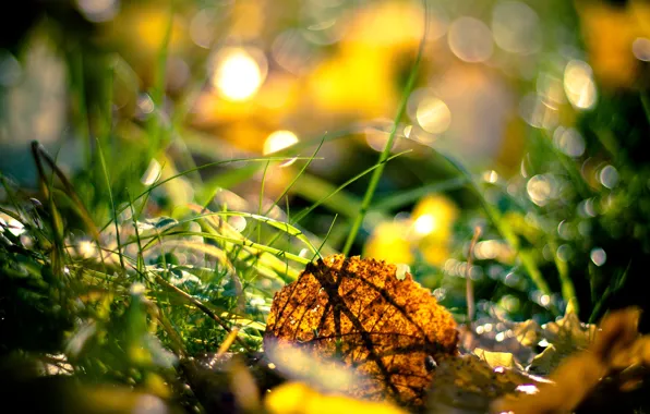 Картинка осень, трава, листья