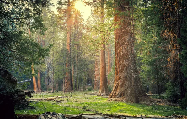 Картинка лес, трава, солнце, деревья, парк, Калифорния, США, Sequoia National Park