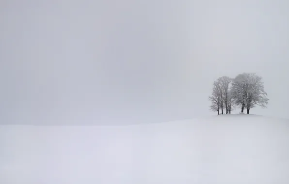 Картинка зима, снег, деревья, буря, storm, trees, winter, snow