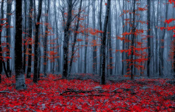 Картинка осень, лес, природа, цвет