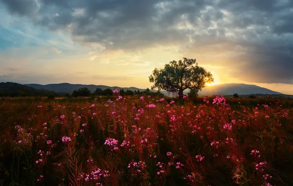 Картинка поле, трава, закат, цветы, дерево, вечер, часовня