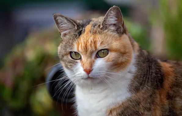 Картинка кошка, взгляд, морда, фон, портрет, рыжая, боке, пестрая