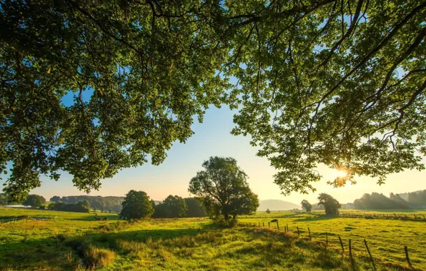 Картинка зелень, пейзаж, природа, красота, утро