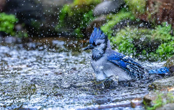 Вода, брызги, ручей, птица, капли води