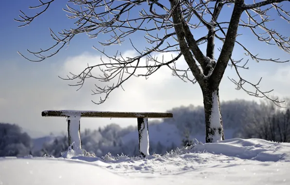 Картинка зима, дерево, скамья