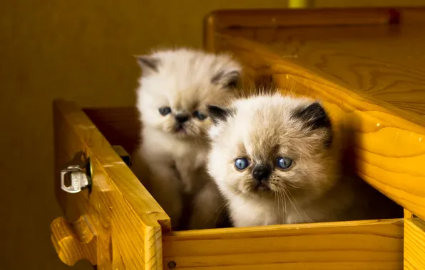 Взгляд, кошки, поза, котята, мордашки
