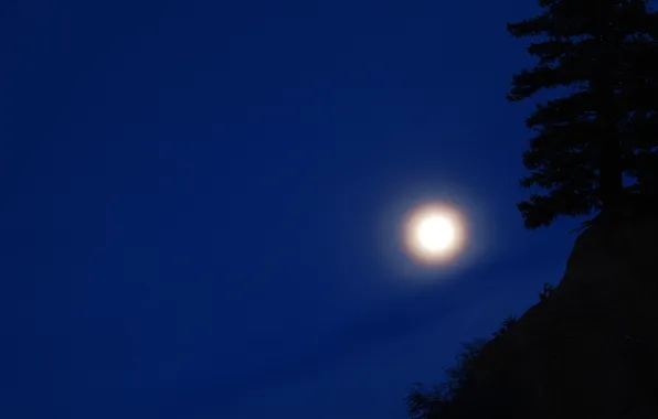 Небо, ночь, природа, дерево, силуэты, яркая луна