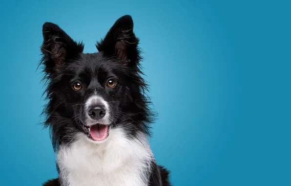 Happy, puppy, dog, pet, collie, portrait, border, isolated