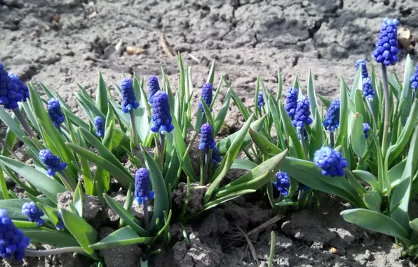 Картинка Весна, Синие, Мускарики