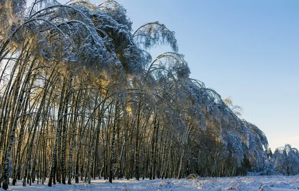 Картинка зима, деревья, пейзаж