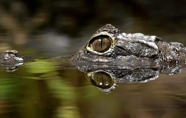 Вода, глаз, Caiman