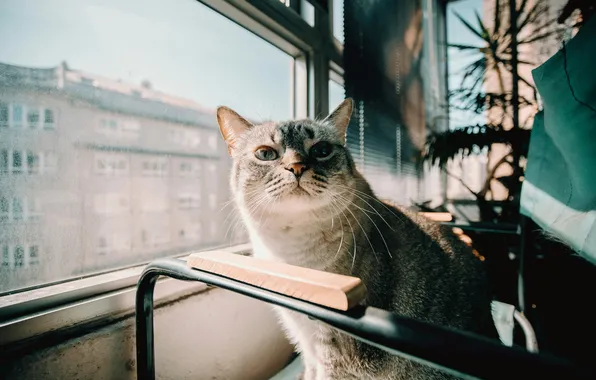 Кошка, кот, взгляд, стекло, свет, город, поза, серый