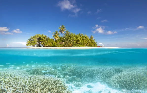Пляж, пальмы, океан, остров, Мальдивы, лагуна, Maldives, North Ari Atoll