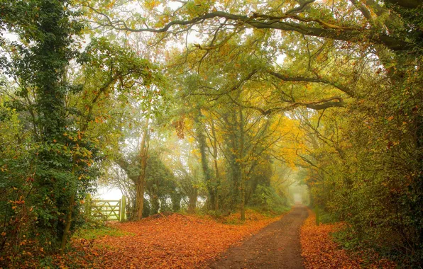 Autumn, fog, path