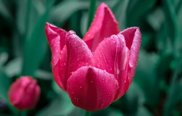 Картинка Боке, Tulips, Bokeh, Macro, Drops, Pink tulips