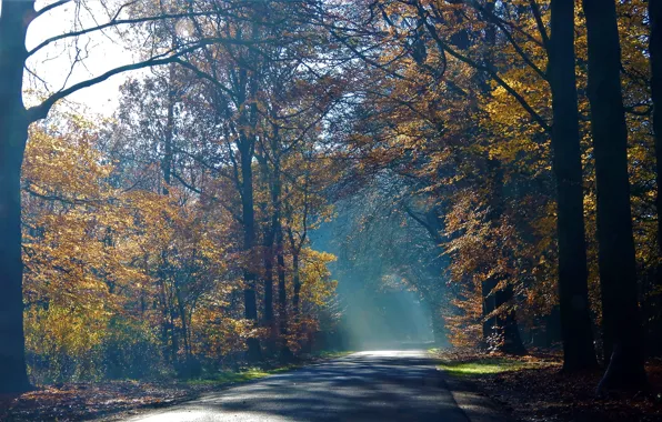 Картинка дорога, осень, туман, утро в лесу