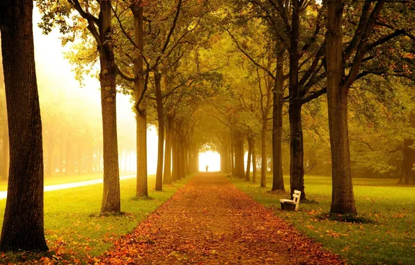 Картинка дорога, осень, листья, деревья, скамейка, туман, парк, лавочка