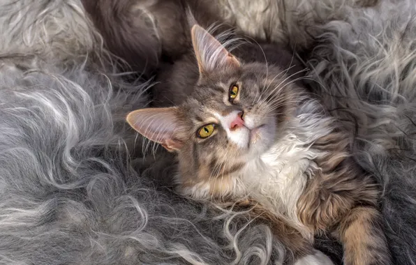 Кошка, кот, мейн-кун