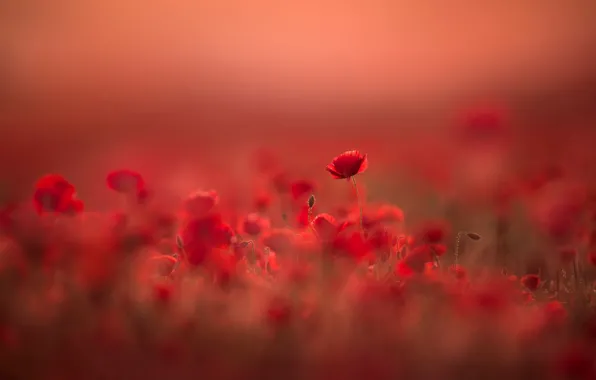 Картинка поле, лето, свет, цветы, красный, природа, фон, поляна