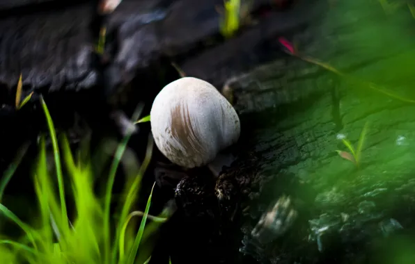 Лето, макро, грибы, пень, summer, macro, mushrooms, поганки