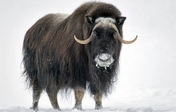 Картинка animal, wildlife, mammal, hoofed, muskox