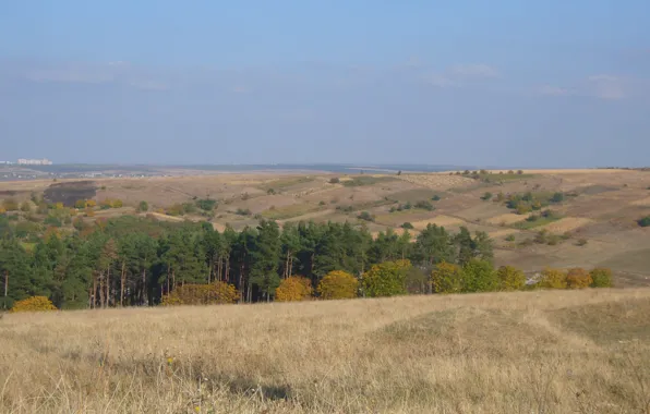 Трава, Осень, опушка