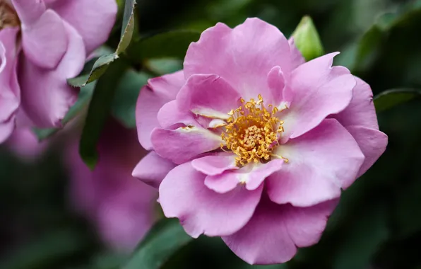 Листья, цветы, розы, шиповник, розовые