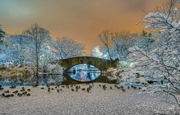 Зима, снег, деревья, пейзаж, мост, утки, Нью-Йорк, США