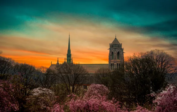 Картинка деревья, красота, собор, строение, cathedral, trees, beauty, structure