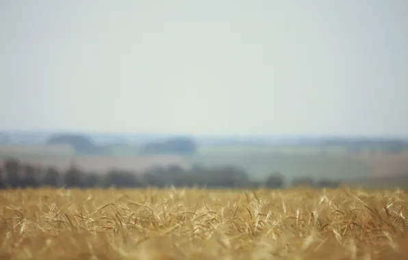Картинка пшеница, поле, природа, размытость, колосья
