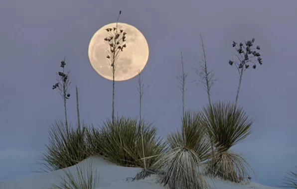 Пустыня, Луна, США, Нью-Мексико, Белые Пески, White Sands National Monume