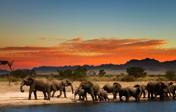 Картинка зарево, Африка, слоны, водопой, стадо