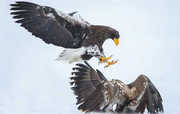 Snow, fight, eagles