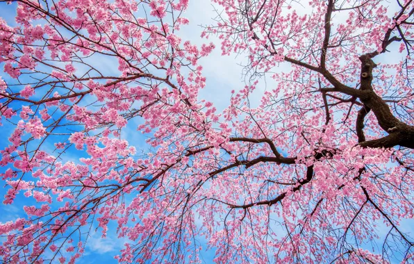 Небо, ветки, вишня, дерево, весна, сакура, цветение, pink